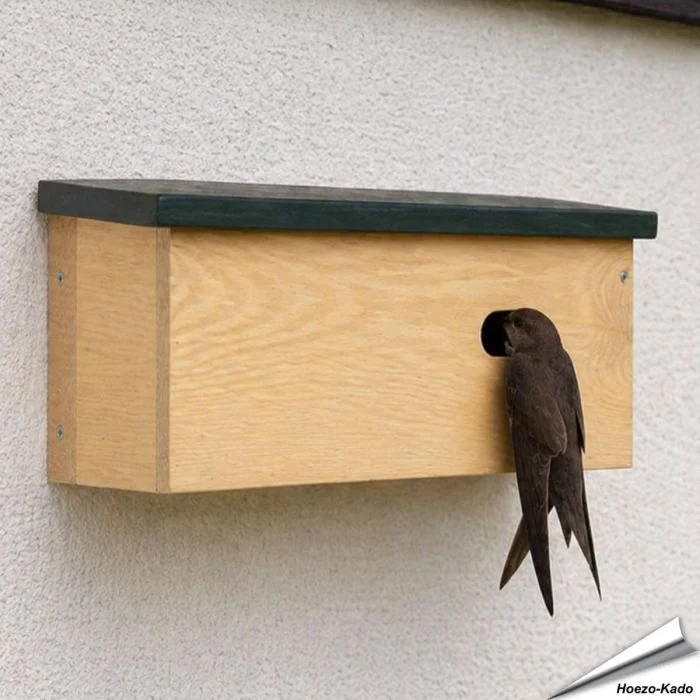 Speciale nestkast voor de gierzwaluw ✔️ Ovale invliegopening (60 x 30 mm) ✔️ FSC-gecertificeerd hout ✔️ Eenvoudig te plaatsen en reinigen ✔️ Koop bij Vogelhuisje.com