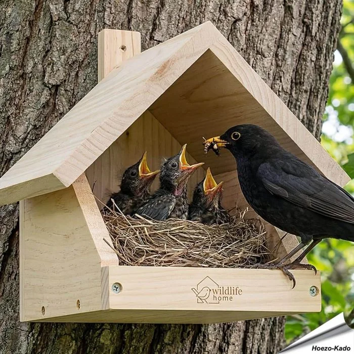 Nestkast voor merels ✔️ Onbehandeld massief hout ✔️ Geschikt voor halfholenbroeders ✔️ Weerbestendig ➤ Koop nu bij Vogelhuisje.com