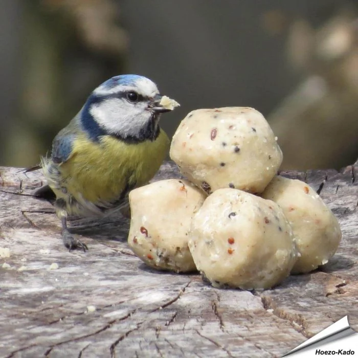 Premium Mini - Vetbollen met insecten - voor tuinvogels - www.vogelhuisje.com