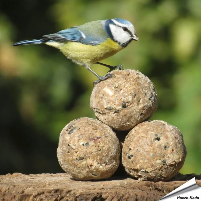 Aniculis Insectenvet-Mezenbollen ✔️ Energie- en eiwitrijke vetbollen zonder net ✔️ Hoog vetgehalte ✔️ Geschikt voor het hele jaar ➤ Bestel online bij Vogelhuisje.com