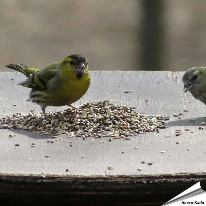 Speciaal voer van Aniculis voor putters, sijzen en vinken ✔️ 100 % natuurlijke ingrediënten ✔️ Energierijk en voedzaam ✔️ Fijn van structuur ➤ Bestel nu online bij Vogelhuisje.com