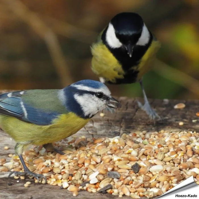 Premium vogelzaad-mix van Aniculis