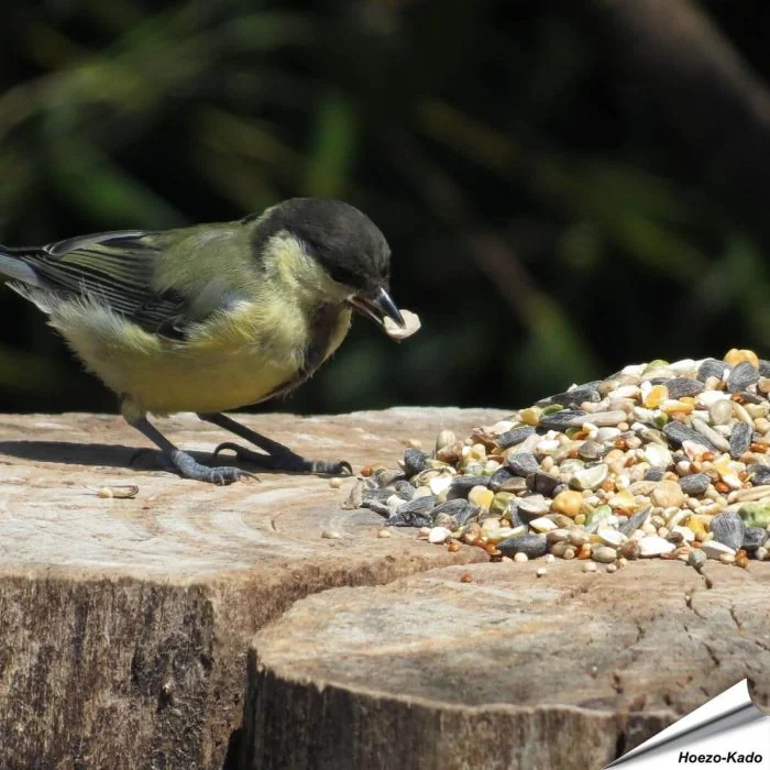 Aniculis Tarwevrij wildvogelvoer 10 kg van premium kwaliteit ✔️ Evenwichtige voedermengeling voor wilde vogels ✔️ Het hele jaar door – Voor tuinvogels ➤ Online kopen bij Vogelhuisje.com