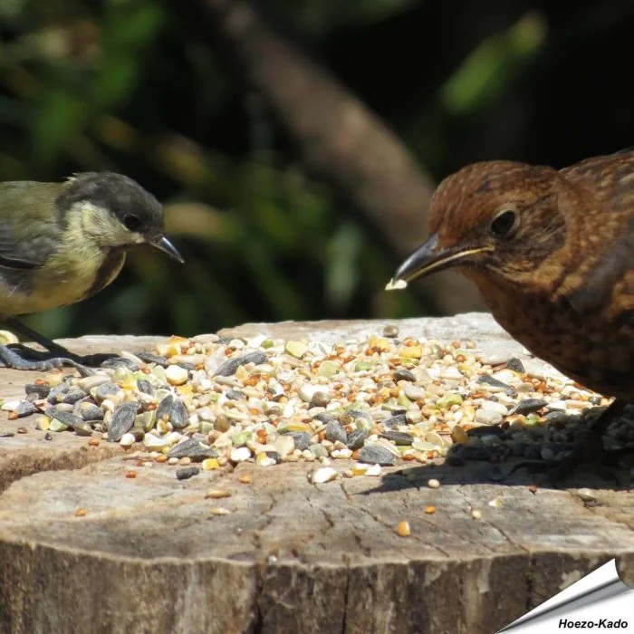 Aniculis Tarwevrij wildvogelvoer van premium kwaliteit ✔️ Evenwichtige voeder­mengeling voor wilde vogels ✔️ Het hele jaar door – Voor tuinvogels ➤ Online kopen bij Vogelhuisje.com