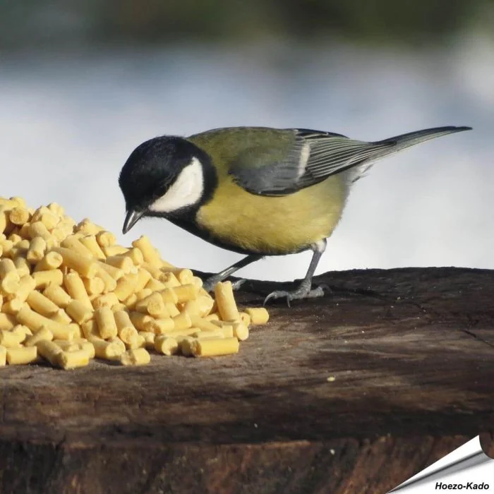 Koolmees snoept van de Traktatie met insecten | Vogelhuisje.com