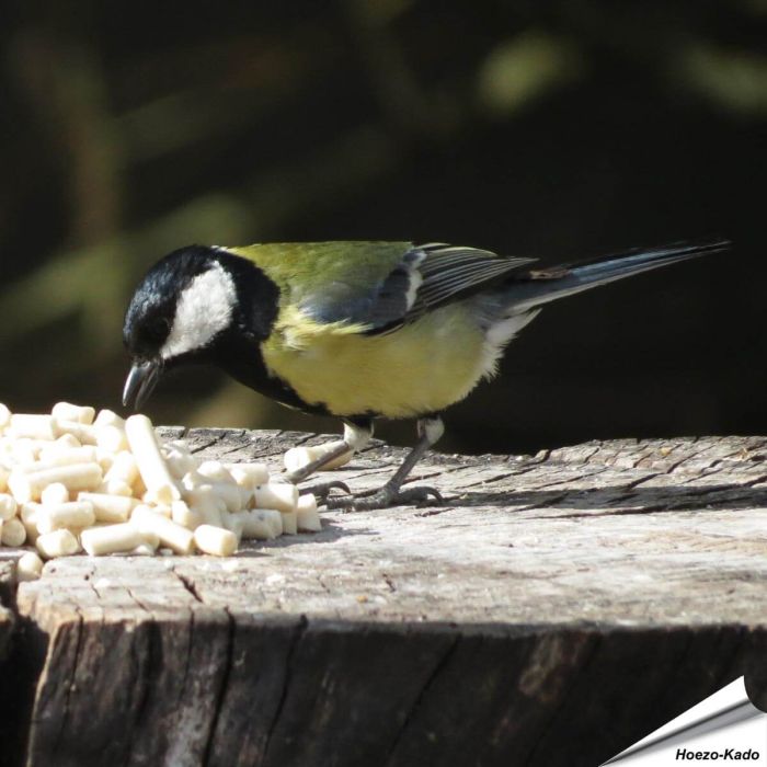 Traktatie met meelwormen voor tuinvogels | Vogelhuisje.com