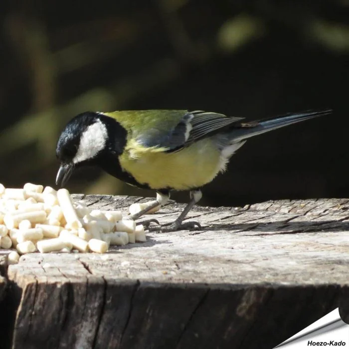 Traktatie met meelwormen voor tuinvogels | Vogelhuisje.com