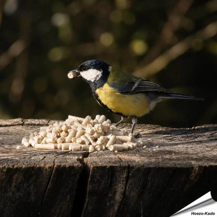 Traktatie met meelwormen voor koolmezen kopen? www.vogelhuisje.com