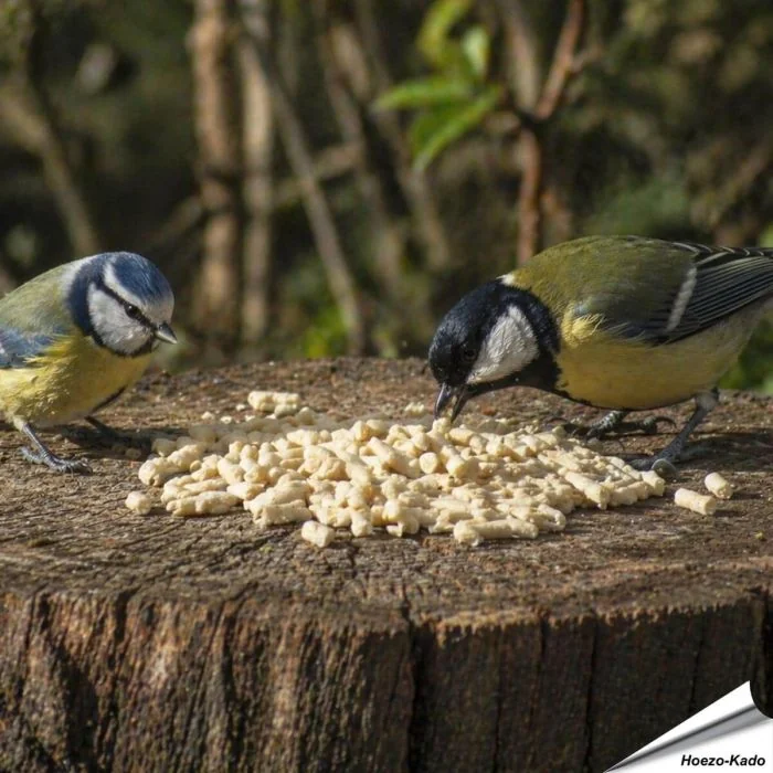 Plantaardige vet pellets vol energie voor tuinvogels ✔️ Ideaal voor het hele jaar door voeren ✔️ Smakelijke traktatie voor roodborstjes en merels ➤ Koop in de Vogelhuisje.com Shop