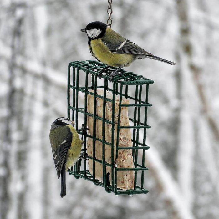 vetblokhouder, metalen vetblokhouder, energieblokhouder, vetblokken voeren, tuinvogels voeren, vogelvoederhuisje, vogelvoederhouder, voederkorf metaal, vetblok zonder net, vogelvoer accessoires, tuin vogels, vogelvriendelijke tuin, vetbollen en vetblokken