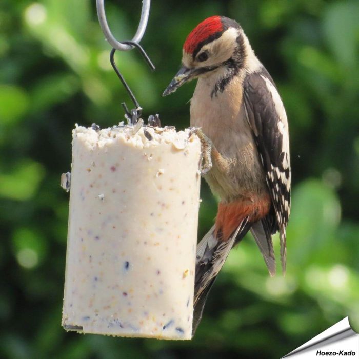 Vogelbescherming pindacake met zaden voor tuinvogels