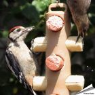 Energierollenpakket - Energierollen - Tuinvogelvoer - Vogelhuisje.COM