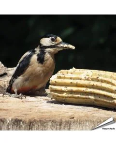 XXL-energierol met gedroogde insecten ✔️ Premium vogelvoer voor tuinvogels ✔️ Ideaal voor jaarrond bijvoeren van wilde vogels ✔️ Bestel nu op Vogelhuisje.com