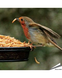 Gedroogde meelwormen voor dieren van Aniculis ✔️ Zorgvuldig gedroogd ✔️ Rijk aan eiwitten ✔️ 100% natuurproduct ✔️ Enkelvoudig diervoeder ✔️ Bestel online op www.vogelhuisje.com
