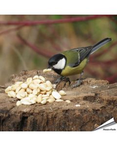 Hoogwaardige, geblancheerde pinda’s voor tuinvogels ✔️ Rijk aan vezels, oliën en eiwitten ✔️ Energierijk vogelvoer voor het hele jaar ➤ Bestel nu op www.vogelhuisje.com