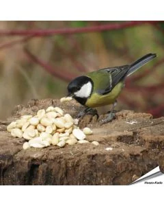 Hoogwaardige, geblancheerde pinda’s voor tuinvogels ✔️ Rijk aan vezels, oliën en eiwitten ✔️ Energierijk vogelvoer voor het hele jaar ➤ Bestel nu op www.vogelhuisje.com