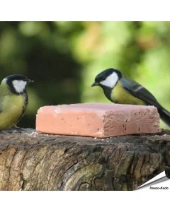 Koolmezen op de Energieblok met bessen (280g)