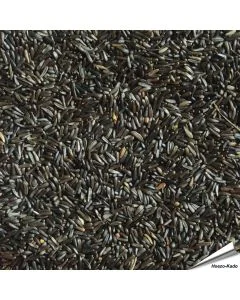 Nigerzaad (Negerzaad, Nyjer) voor vogels ✔️ Voor tuinvogels, exotische vogels, parkieten en kanaries ✔️ Natuurlijke bron van eiwitten en vetten ✔️ Bestel nu direct op Vogelhuisje.com
