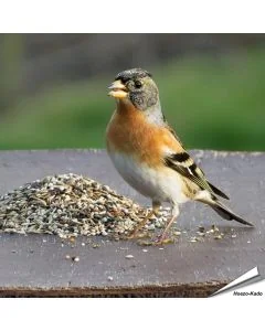 Speciaal voer voor goudvinken en andere vinkensoorten ✔️ Natuurlijke mengeling van zaden en bessen ✔️ Het hele jaar door te voeren ➤ Bestel nu op www.vogelhuisje.com