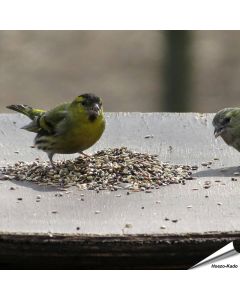 Speciaal voer van Aniculis voor putters, sijzen en vinken ✔️ 100 % natuurlijke ingrediënten ✔️ Energierijk en voedzaam ✔️ Fijn van structuur ➤ Bestel nu online bij Vogelhuisje.com