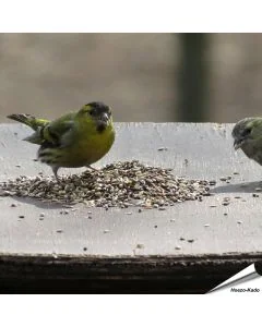 Speciaal voer van Aniculis voor putters, sijzen en vinken ✔️ 100 % natuurlijke ingrediënten ✔️ Energierijk en voedzaam ✔️ Fijn van structuur ➤ Bestel nu online bij Vogelhuisje.com