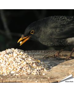 Aniculis Tuinvogelvoer - Een Premium mix van verschillenden zaden, granen met als extra anijszaadjes ✔️ Voor het hele jaar door voeren ➤ Bestel nu op Vogelhuisje.com