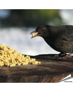 Traktaties met insecten voor wilde vogels - www.vogelhuisje.com