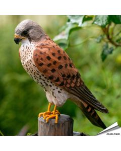 DecoBird - Torenvalk | Houtgesneden vogel | lindenhout