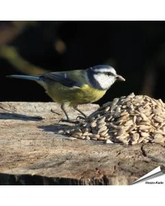 Zonnebloemkernen (gepelde zonnebloempitten) voor vogels ✔️ Veel energie, geen rommel, rijk aan olie en eiwit ✔️ Onkruidvrij ➤ Bestel nu online op Vogelhuisje.com