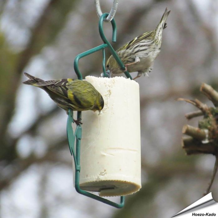 Pindacake met insecten voor vogels kopen? | Vogelhuisje.com