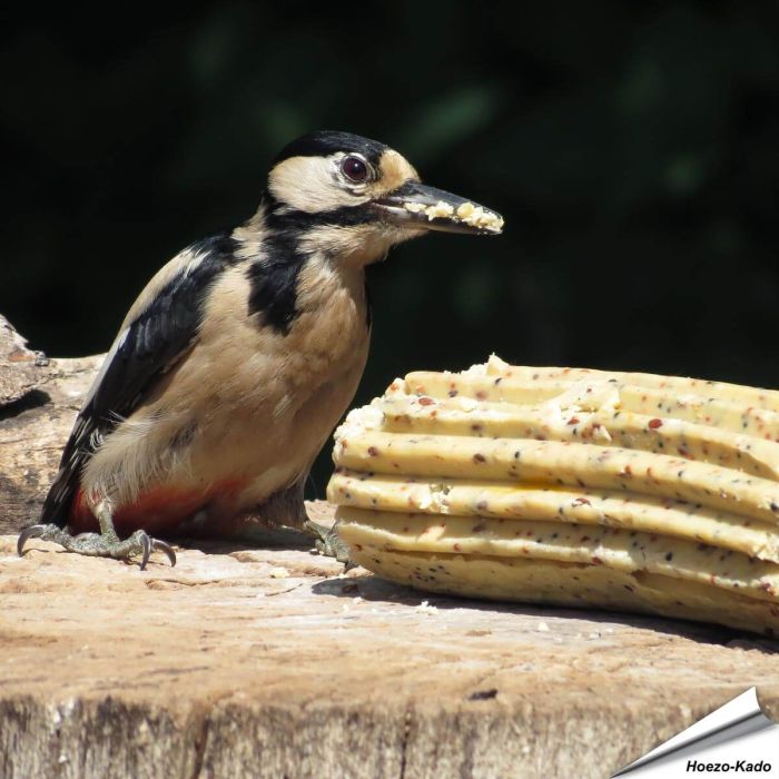 XXL-energierol met gedroogde insecten ✔️ Premium vogelvoer voor tuinvogels ✔️ Ideaal voor jaarrond bijvoeren van wilde vogels ✔️ Bestel nu op Vogelhuisje.com