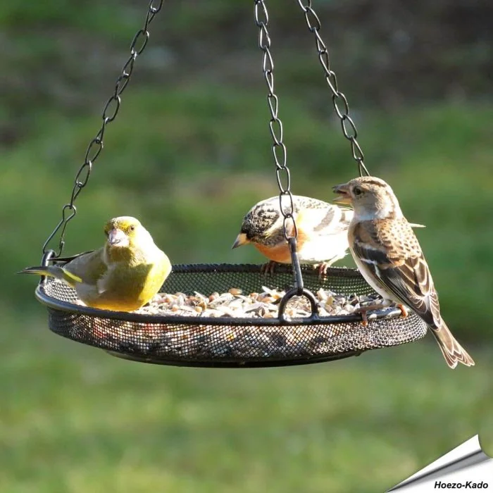 Hangende metaal-voederschaal voor vogels - Bestel op Vogelhuisje.com