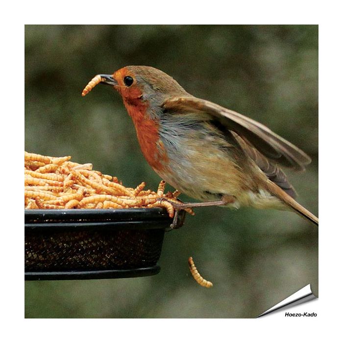 Gedroogde meelwormen voor dieren van Aniculis ✔️ Zorgvuldig gedroogd ✔️ Rijk aan eiwitten ✔️ 100% natuurproduct ✔️ Enkelvoudig diervoeder ✔️ Bestel online op www.vogelhuisje.com