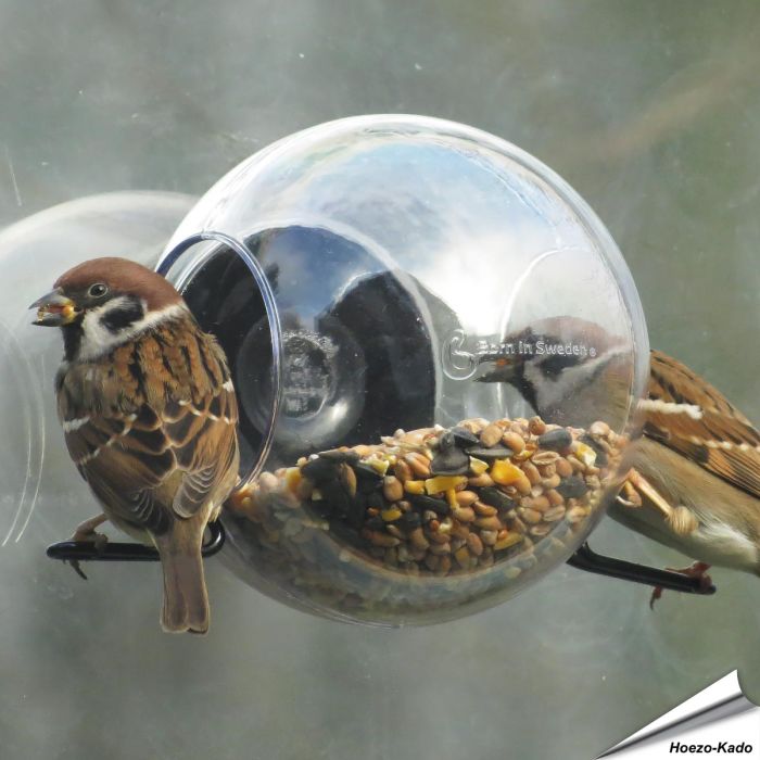 Birdfeeder Voederbol van Born in Sweden ✔️ Gemaakt van transparant kunststof voor een goed zicht ✔️ Breng de vogels dichtbij je huis ➤ Bestel op www.vogelhuisje.com