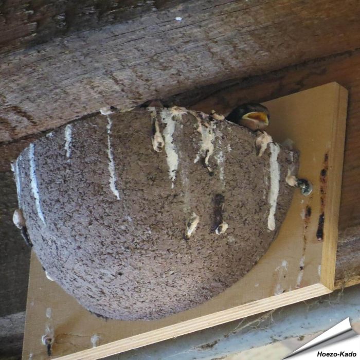 Nestkast voor de boerenzwaluw ✔️ Gemaakt van duurzaam houtbeton ✔️ Aanbevolen door Vogelbescherming NL ✔️ Bestel nu op Vogelhuisje.com