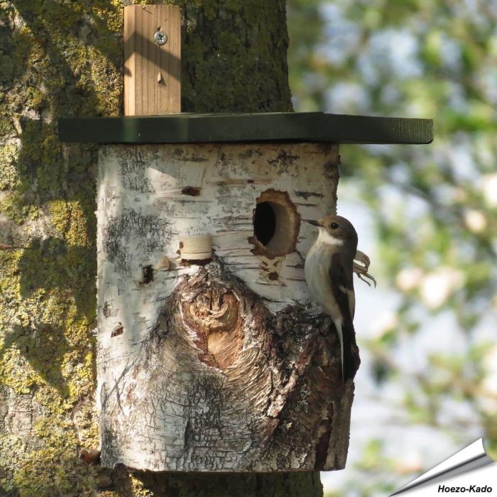 Berkenhouten nestkast (32mm) | Vogelhuisje.com
