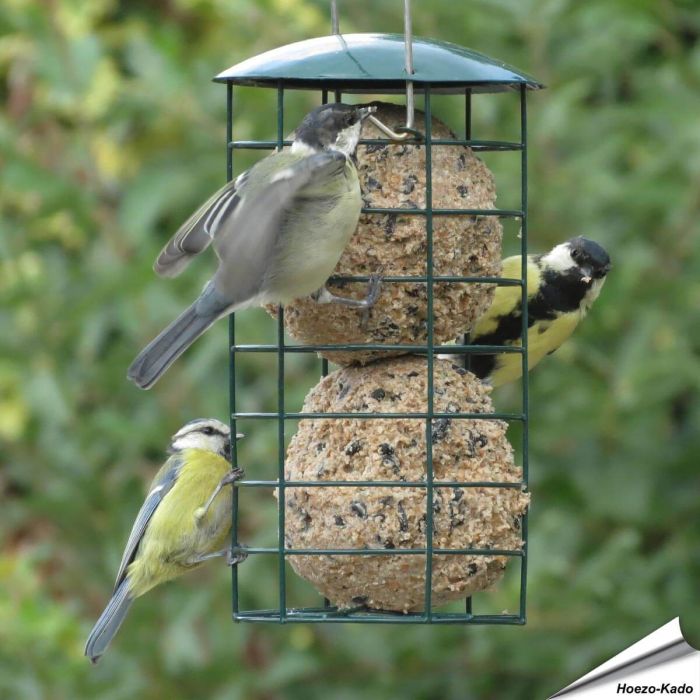 Aniculis Reuze-vetbollenautomaat (groen) ✔️ Duurzaam, gepoedercoat staal ✔️ Geschikt voor kleine en middelgrote tuinvogels ✔️ Eenvoudig online te bestellen bij Vogelhuisje.com