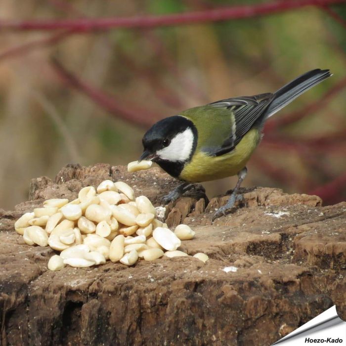 Hoogwaardige, geblancheerde pinda’s voor tuinvogels ✔️ Rijk aan vezels, oliën en eiwitten ✔️ Energierijk vogelvoer voor het hele jaar ➤ Bestel nu op www.vogelhuisje.com