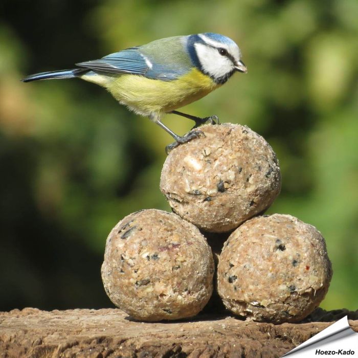 Aniculis Insectenvet-Mezenbollen ✔️ Energie- en eiwitrijke vetbollen zonder net ✔️ Hoog vetgehalte ✔️ Geschikt voor het hele jaar ➤ Bestel online bij Vogelhuisje.com