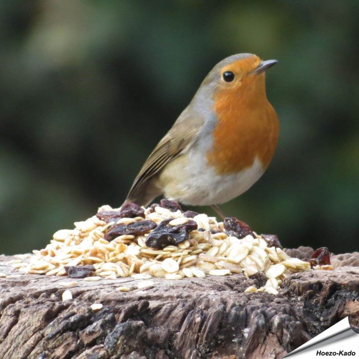 Premium Aniculis wintervoer voor tuinvogels‎‎ ✔️ Hoogwaardige, energierijke ingrediënten ✔️ Voor roodborstjes, merels, mezen en mussen ✔️ Voermix met hele pinda’s ➤ Koop nu op Vogelhuisje.com