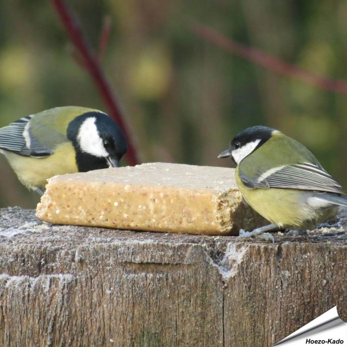 VEGAN vetblok voor tuinvogels van Aniculis ✔️ Vol plantaardige kracht - Met pinda's ✔️ Zonder dierlijke vetten of palmolie ➤ Bestel nu vogelvoer op www.vogelhuisje.com
