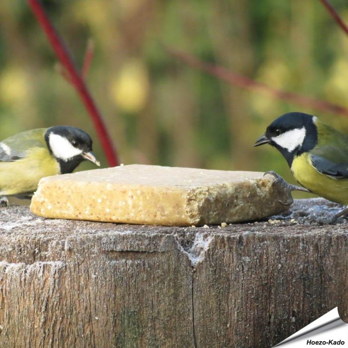 Aniculis - MultiPack - Vegan Vetblok met Pinda's (10 x 300g)