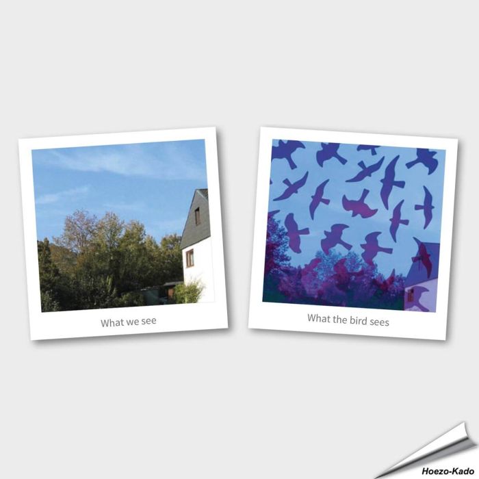 Voorkom vogelaanvaringen met Birdstickers ✔️ Transparant, effectief & duurzaam ✔️ Eenvoudig aan te brengen ➤ Bestel op Vogelhuisje.com