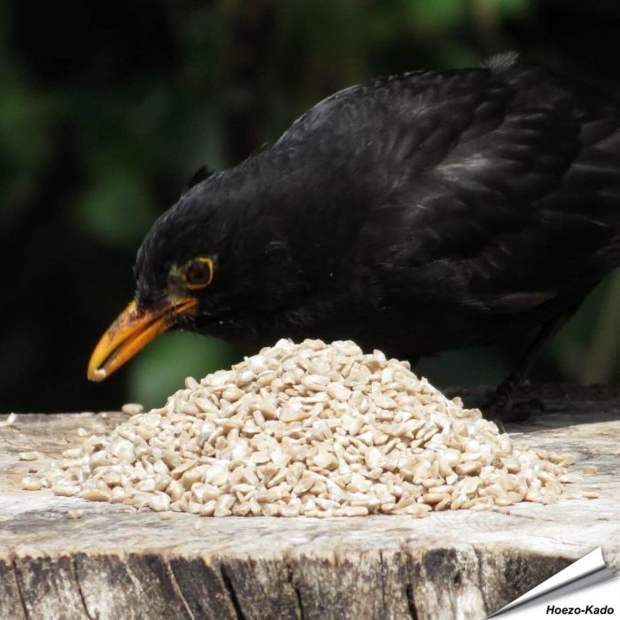 Gehakte zonnebloemkernen (gepelde zonnebloempitten) voor vogels - Vogelhuisje.com