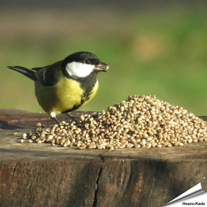 Kempzaad - Tuinvogelvoer voor wilde vogels - Vogelhuisje.COM
