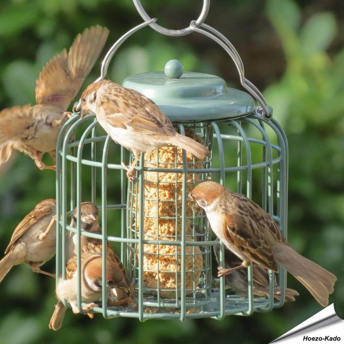 Stijlvolle vetblokhouder met beschermkooi in zeegroen ✔️ Ideaal voor kleine tuinvogels ✔️ Weerbestendig & eenvoudig te reinigen ➤ Nu kopen bij Vogelhuisje.com!