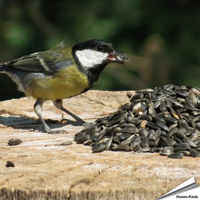 Hoogwaardige zwarte zonnebloempitten ✔️ Zeer geliefd vogelvoer bij tuinvogels ✔️ Rijk aan onverzadigde oliën en eiwitten ➤ Bestel online op Vogelhuisje.com