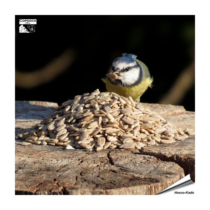 Zonnebloemkernen (2 kg)