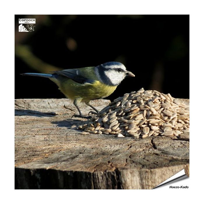 Zonnebloemkernen (12.75 kg)