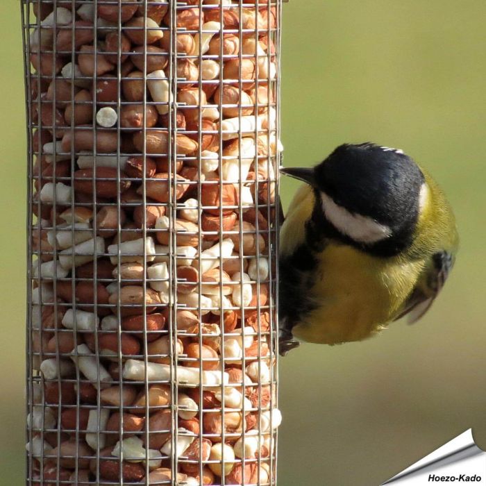 Hoogwaardige pinda’s gemengd met vet pellets van Aniculis ✔️ Energie- en eiwitrijk vogelvoer voor je pindasilo’s ✔️ Het hele jaar door tuinvogels voeren ➤ Online kopen bij Vogelhuisje.com